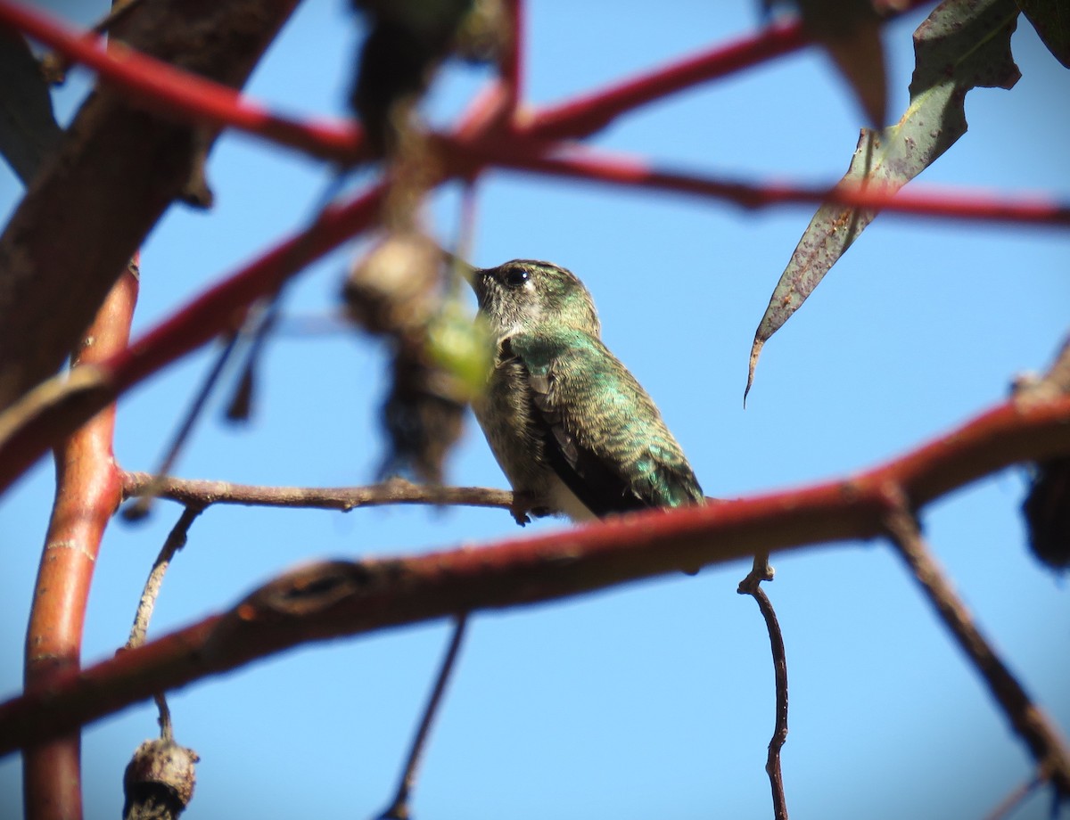 Anna's Hummingbird - ML618653412