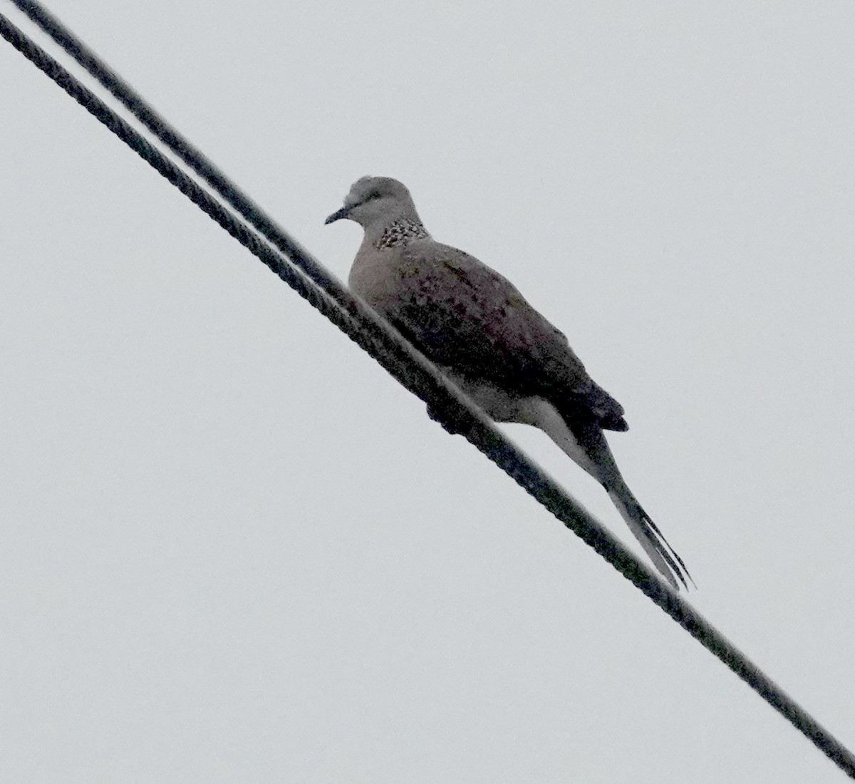Spotted Dove - Peter Woodall