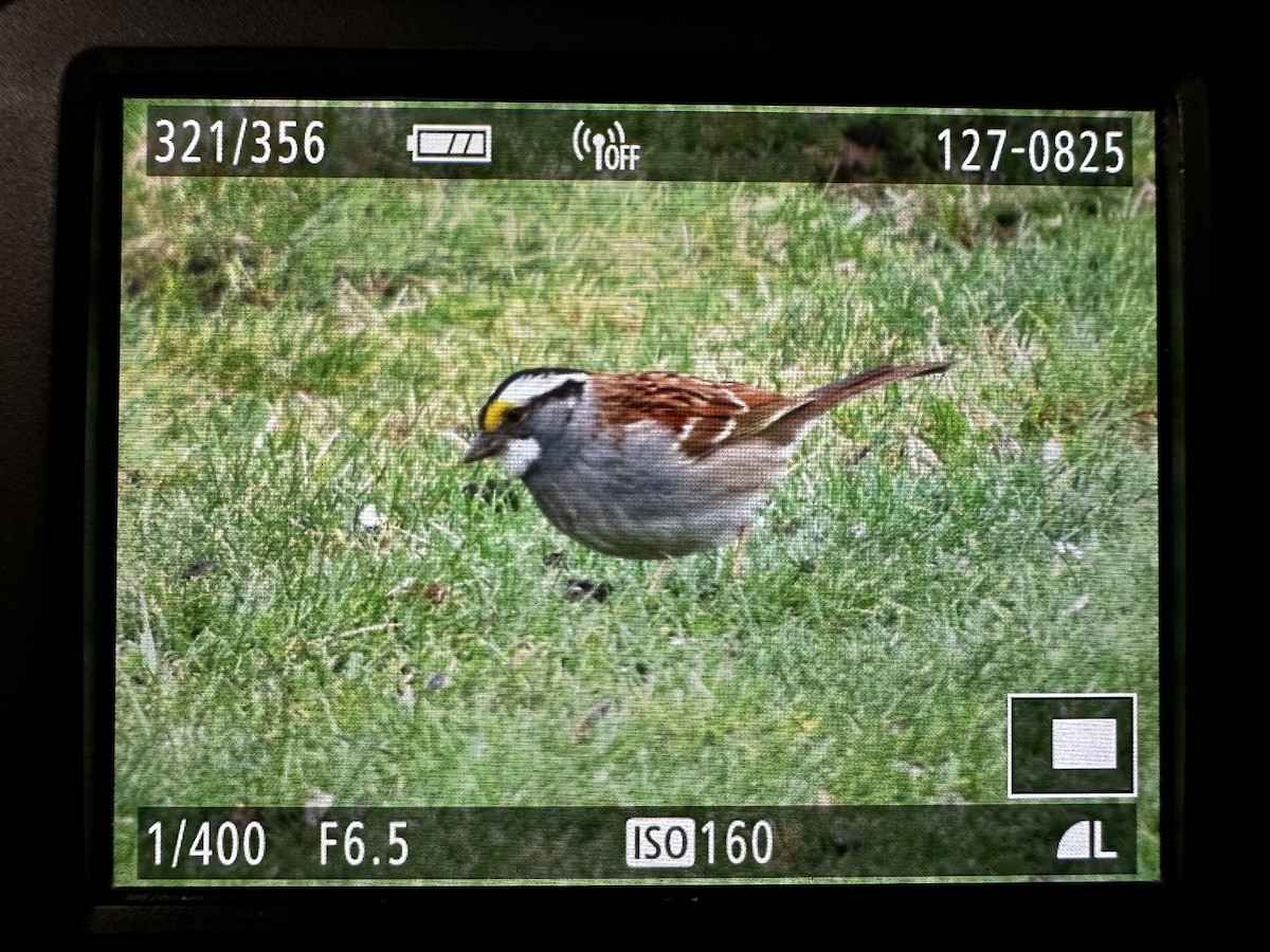 White-throated Sparrow - ML618653428