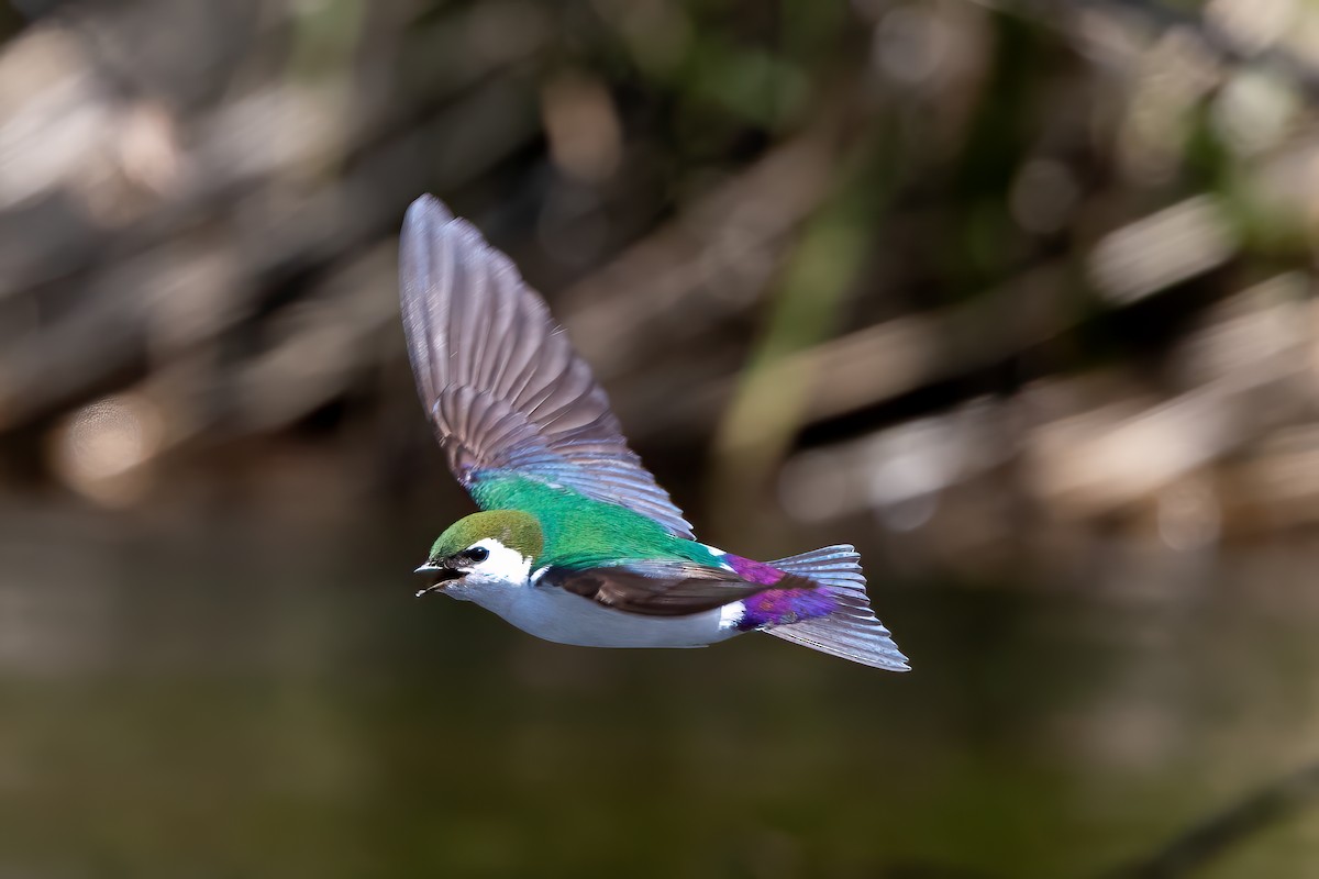 Violet-green Swallow - ML618653438