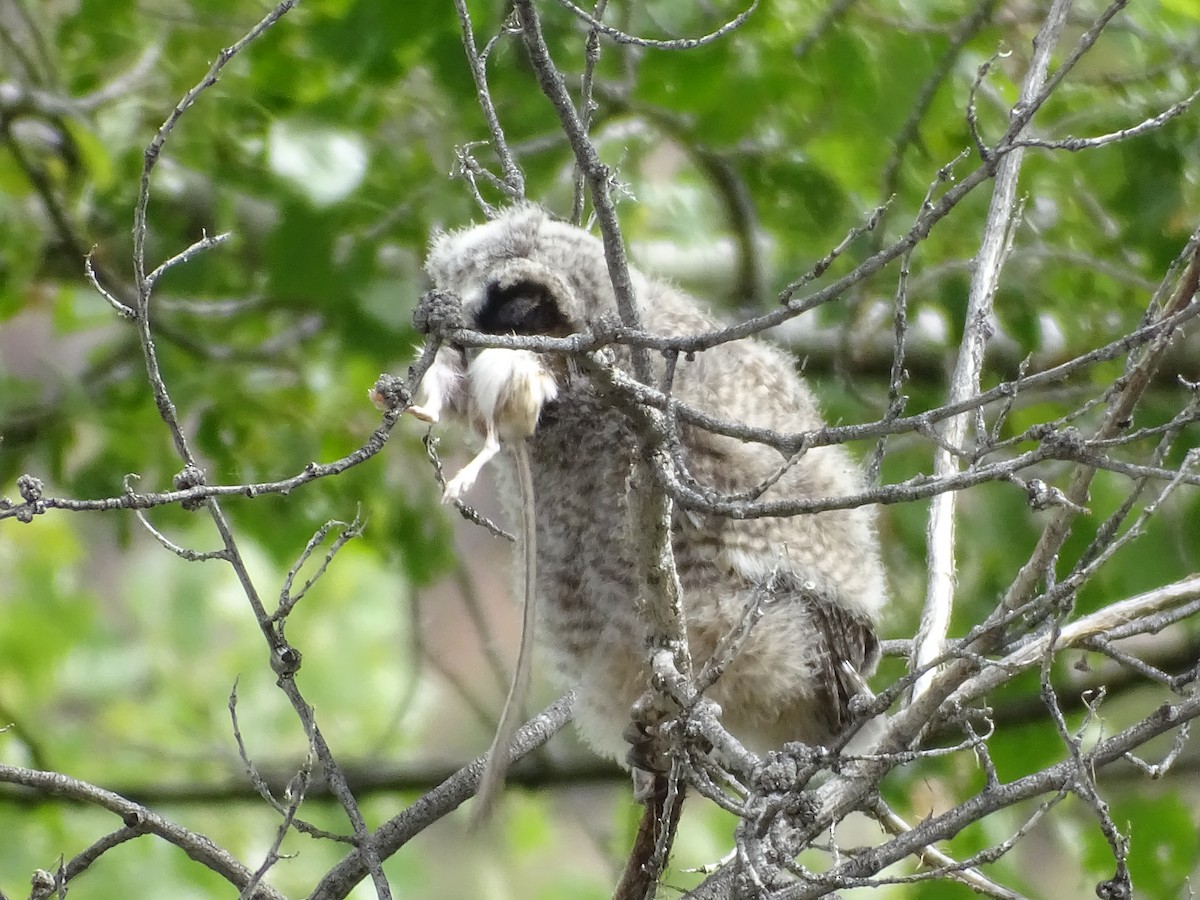 Long-eared Owl - ML618653463