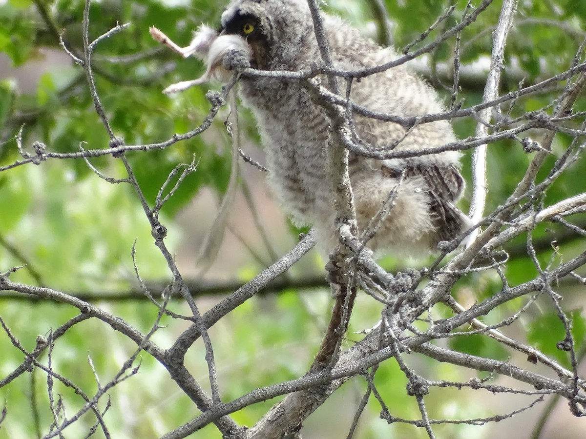 Long-eared Owl - ML618653464
