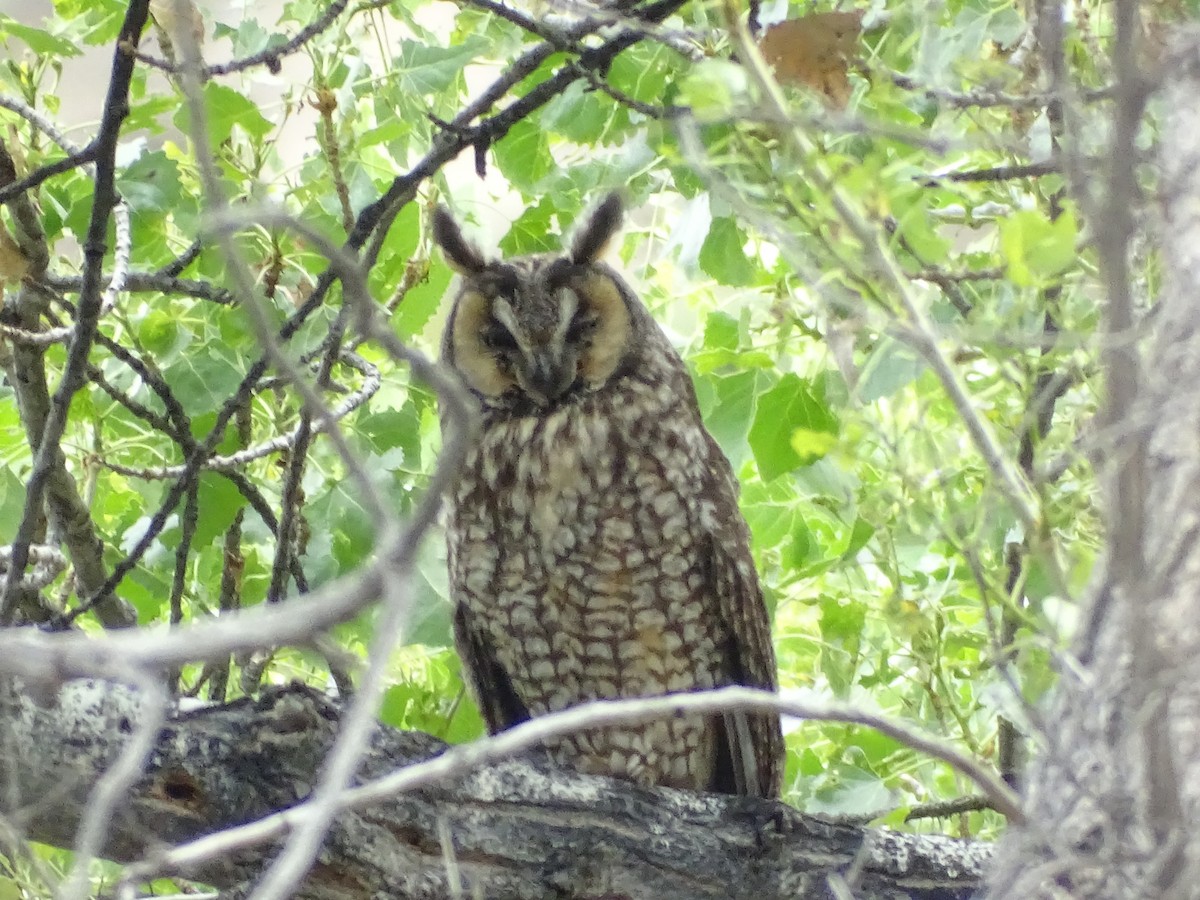 Long-eared Owl - ML618653465