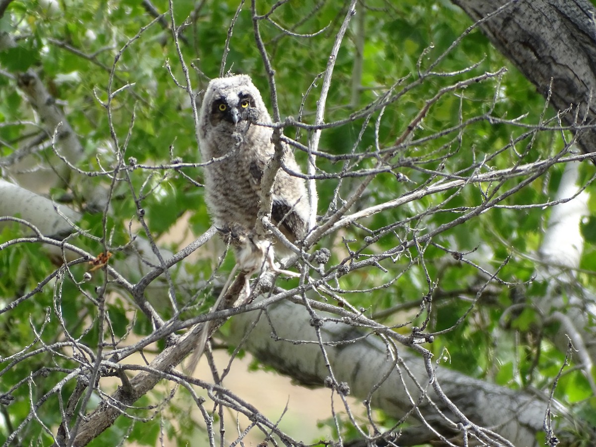 Long-eared Owl - ML618653466