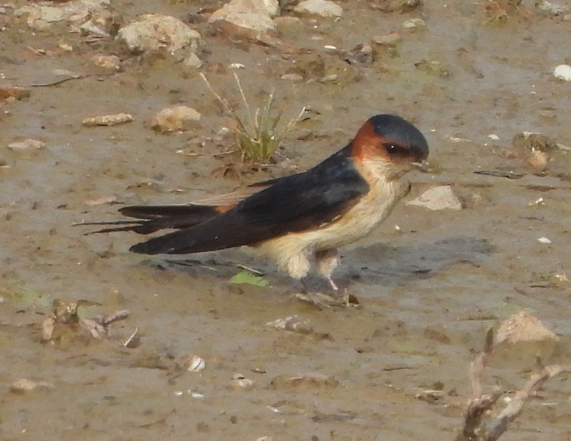 Red-rumped Swallow - ML618653503