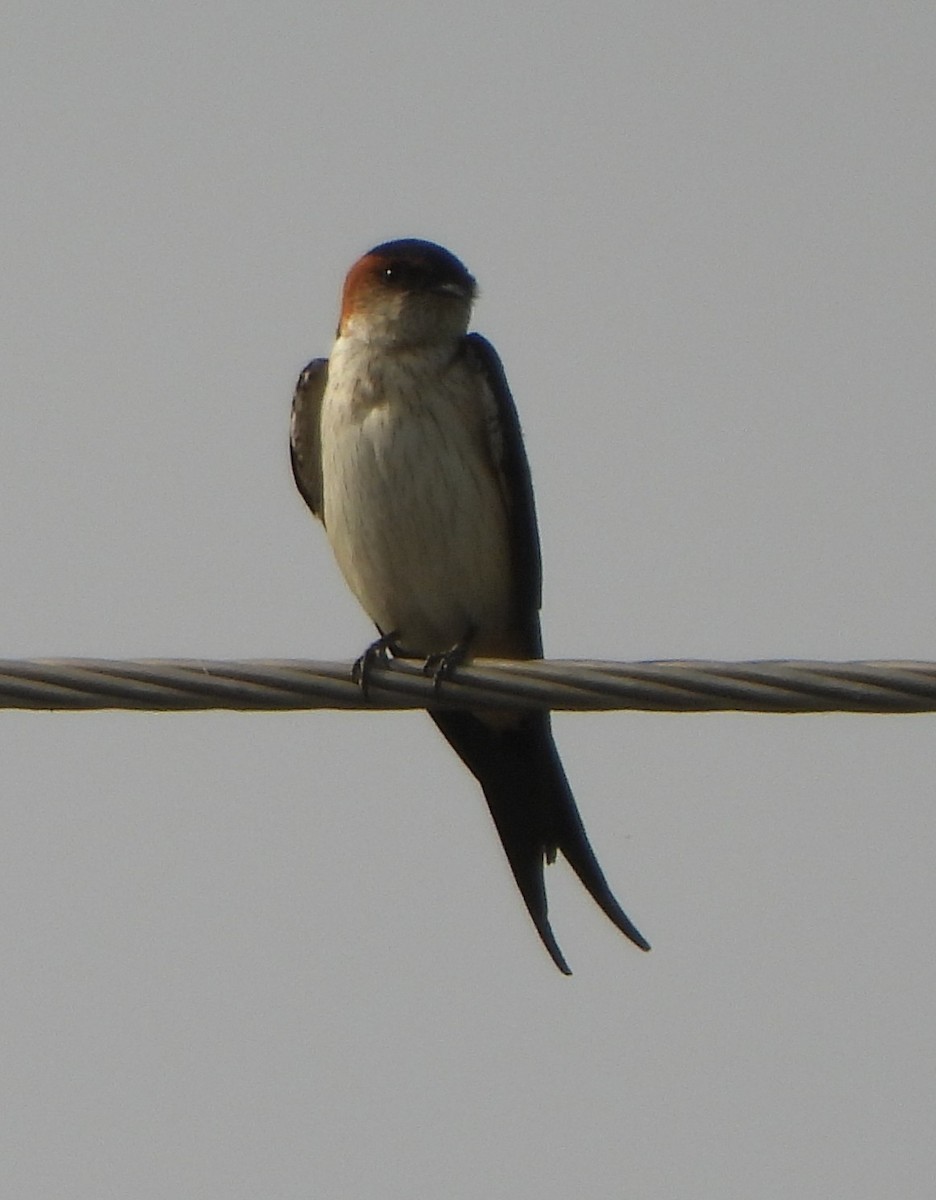 Red-rumped Swallow - ML618653504