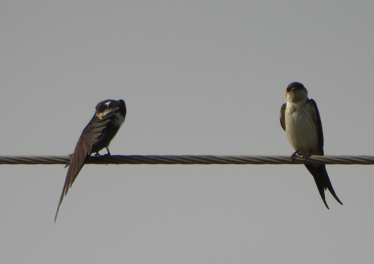 Red-rumped Swallow - ML618653505