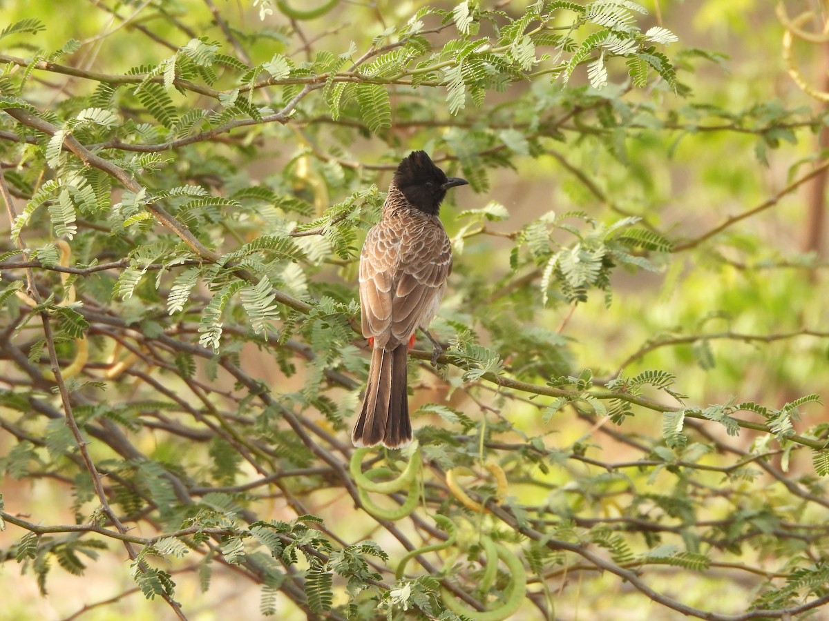 Red-vented Bulbul - ML618653507