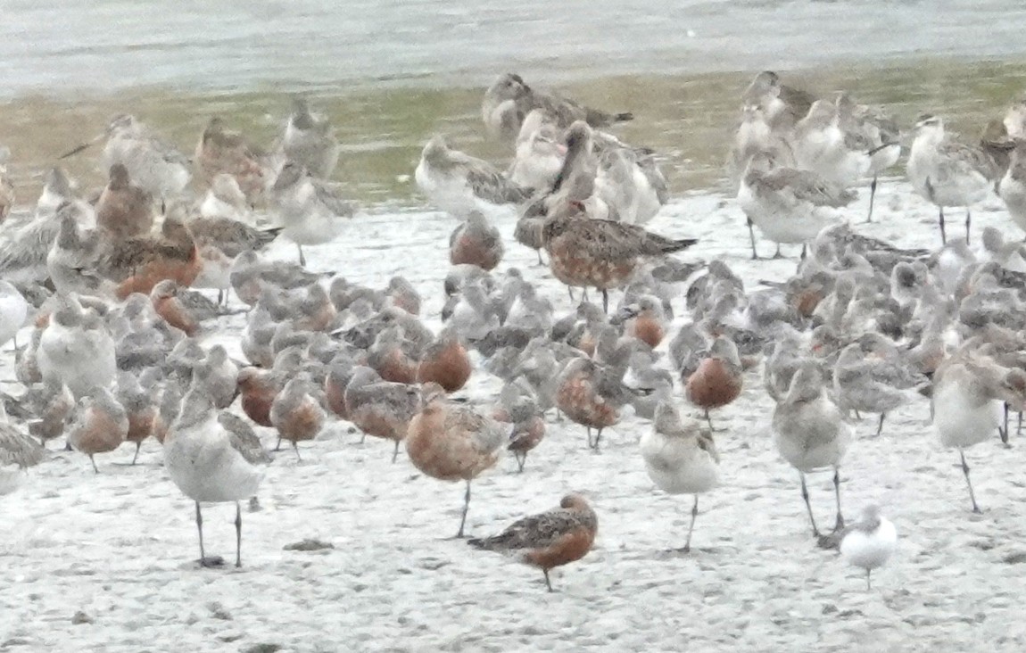 Red Knot - ML618653546