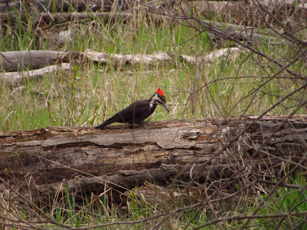 Pileated Woodpecker - Eric Ray