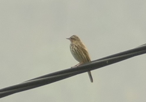 Olive-backed Pipit - ML618653556