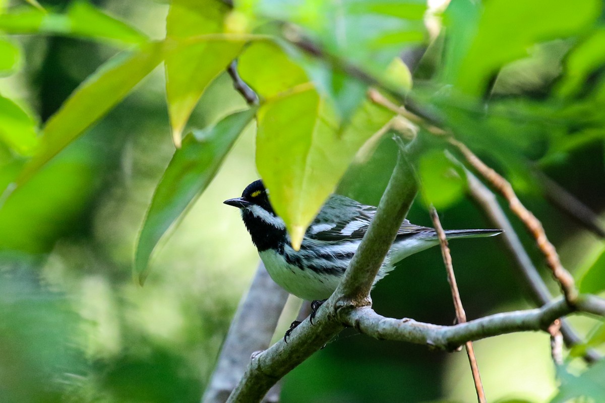 Black-throated Gray Warbler - ML618653597