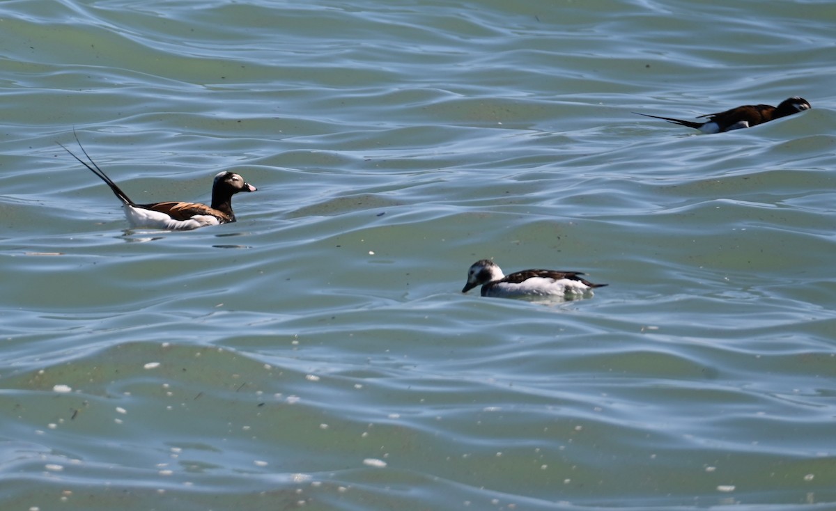 Long-tailed Duck - ML618653601