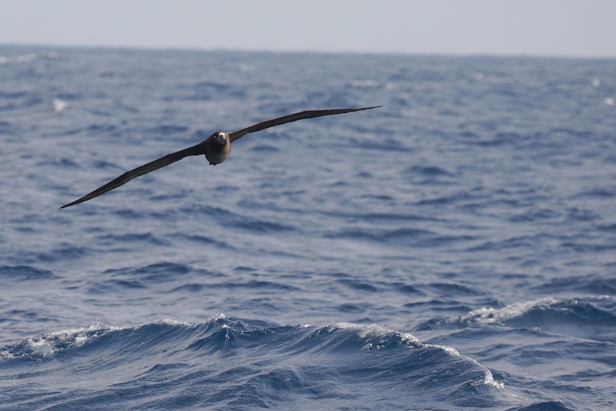 albatros černonohý - ML618653608
