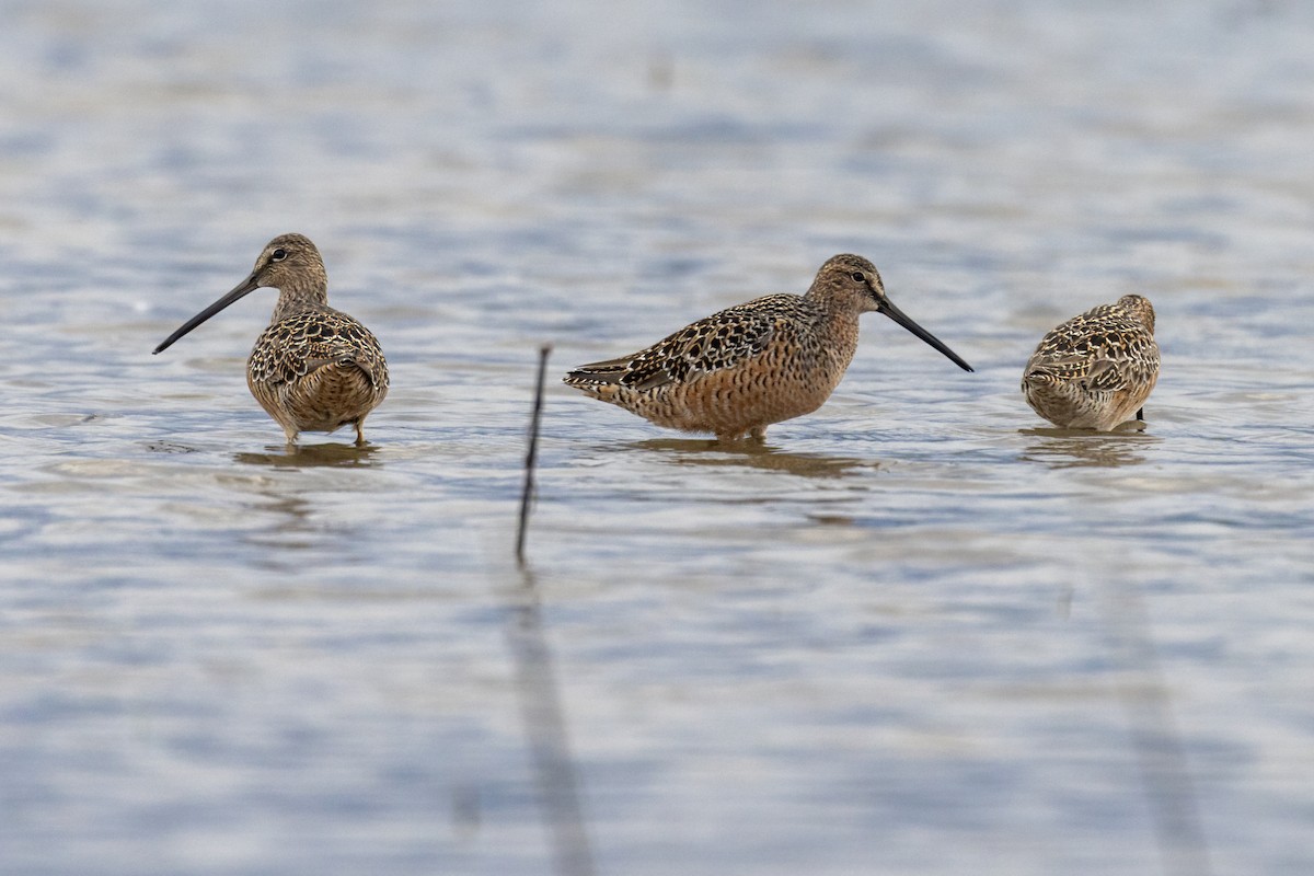 Long-billed Dowitcher - ML618653615
