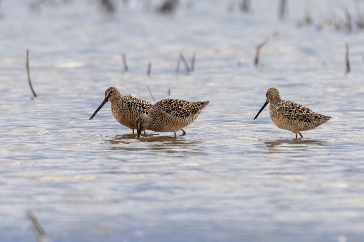 Long-billed Dowitcher - ML618653616
