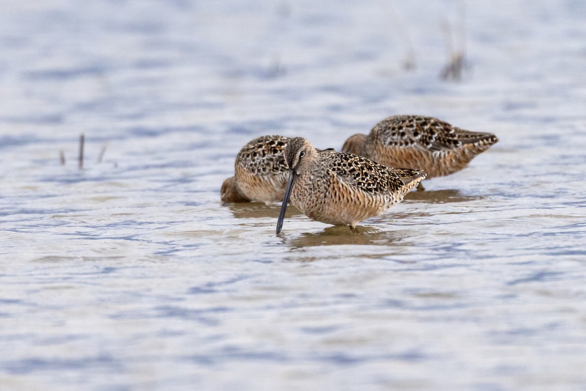Long-billed Dowitcher - ML618653617
