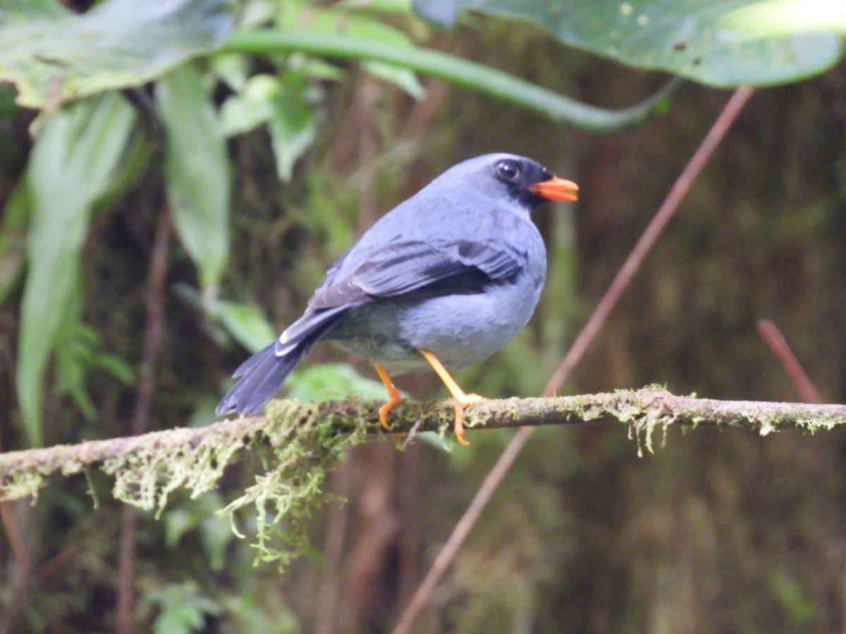 Black-faced Solitaire - ML618653650