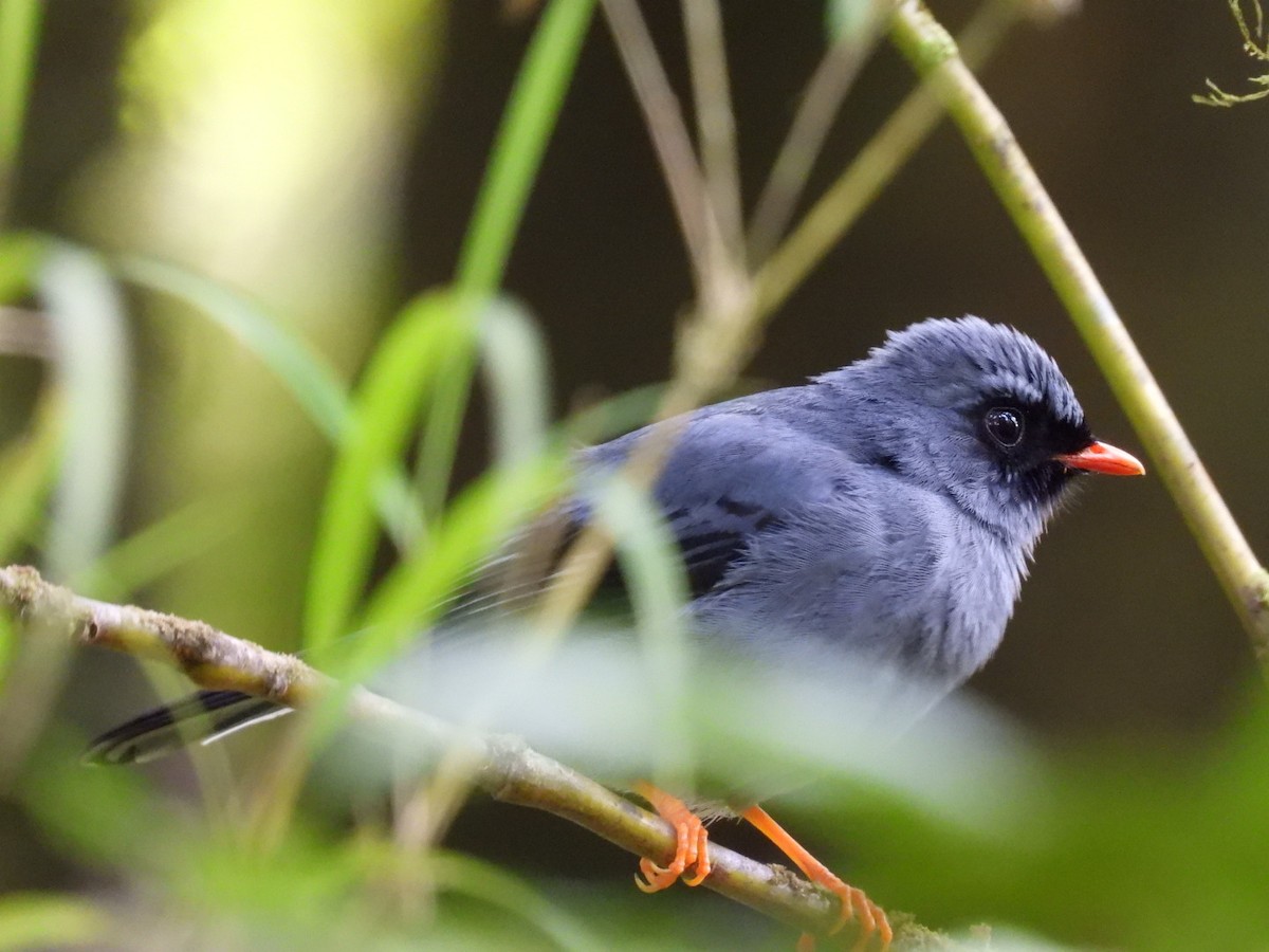 Black-faced Solitaire - ML618653652