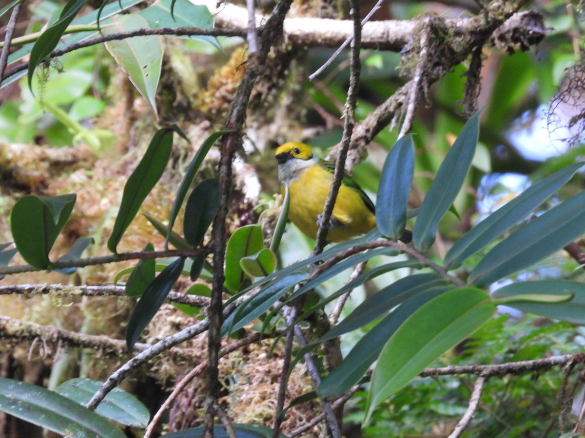 Silver-throated Tanager - ML618653684