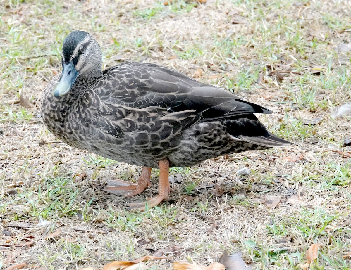 Mallard x Pacific Black Duck (hybrid) - ML618653724