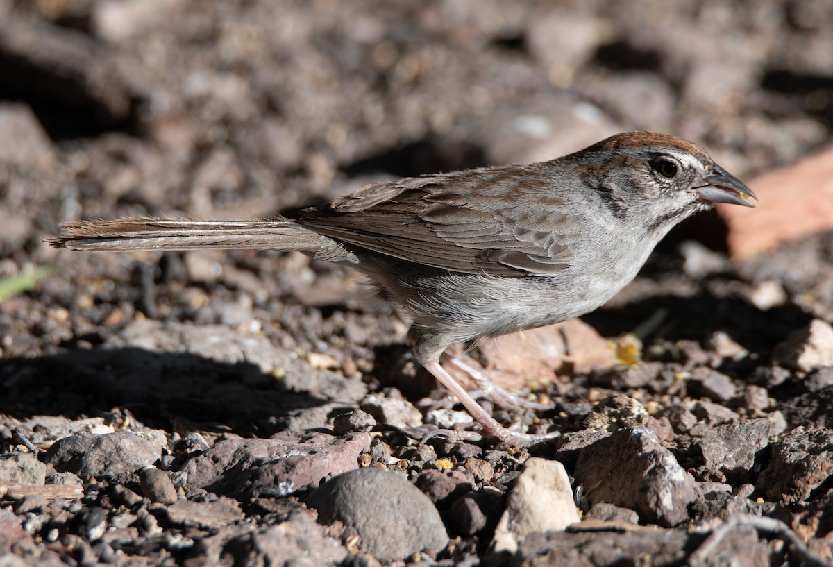 Rufous-crowned Sparrow - ML618653732
