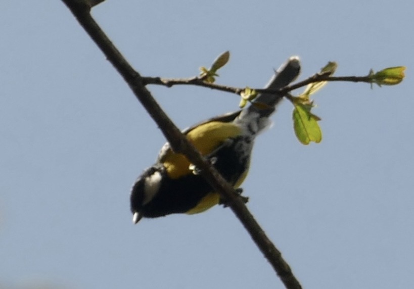 Green-backed Tit - ML618653738