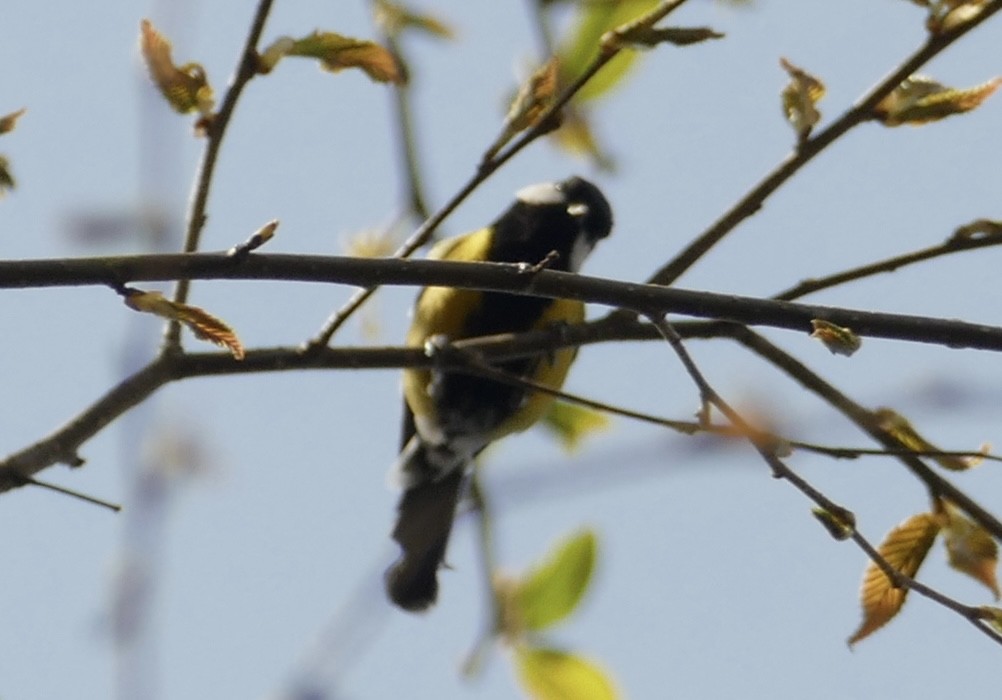 Green-backed Tit - ML618653739