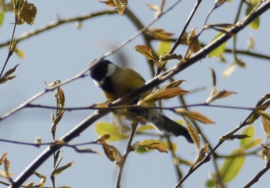 Green-backed Tit - ML618653740