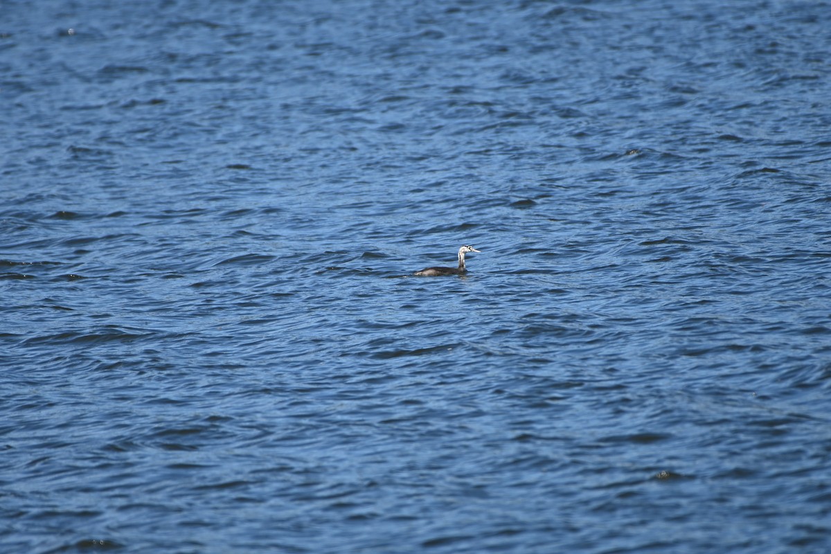 Great Crested Grebe - ML618653774