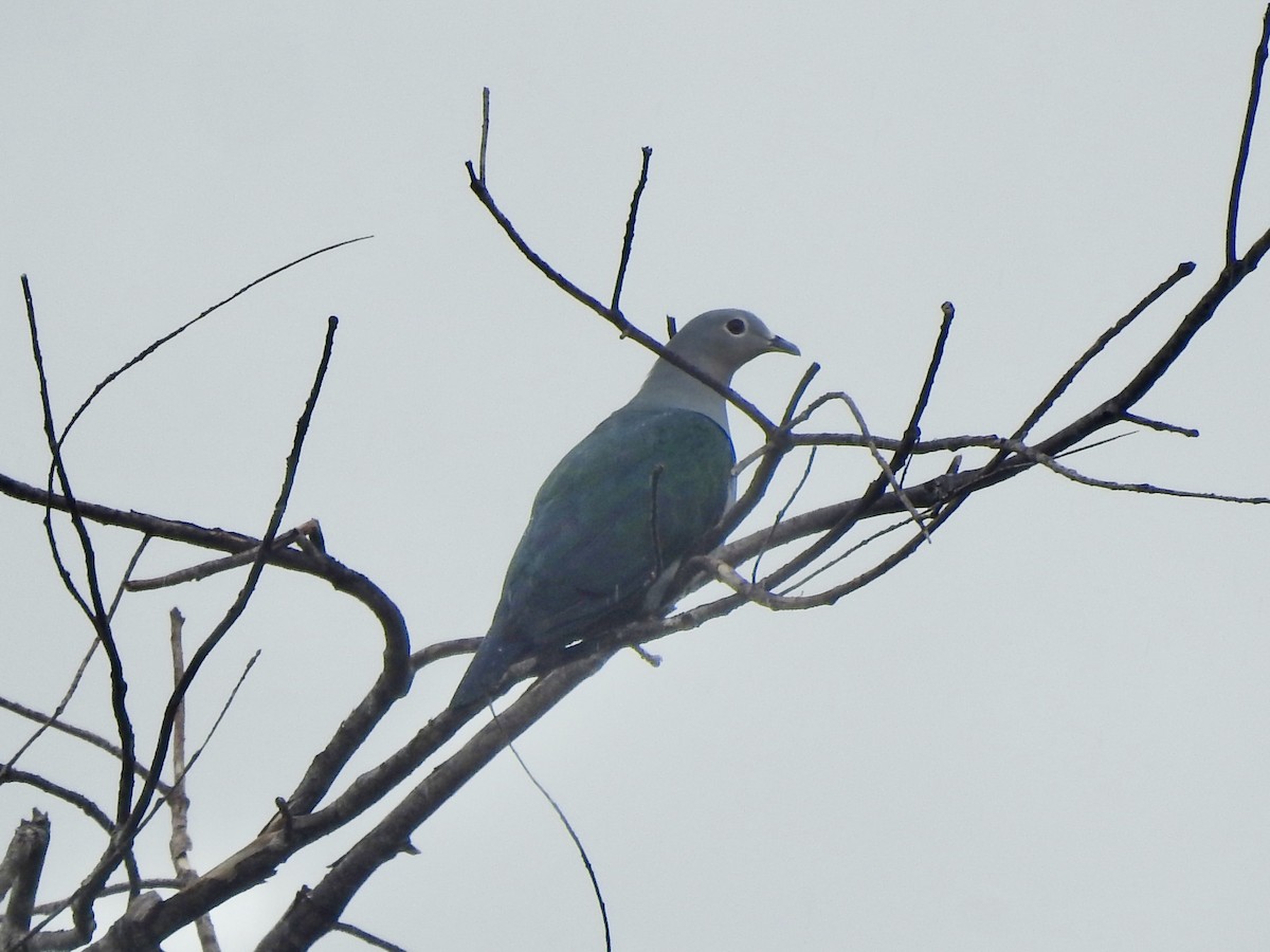 Island Imperial-Pigeon - ML618653777