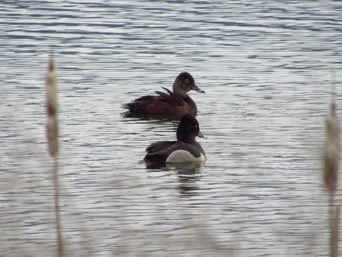Ring-necked Duck - ML618653811
