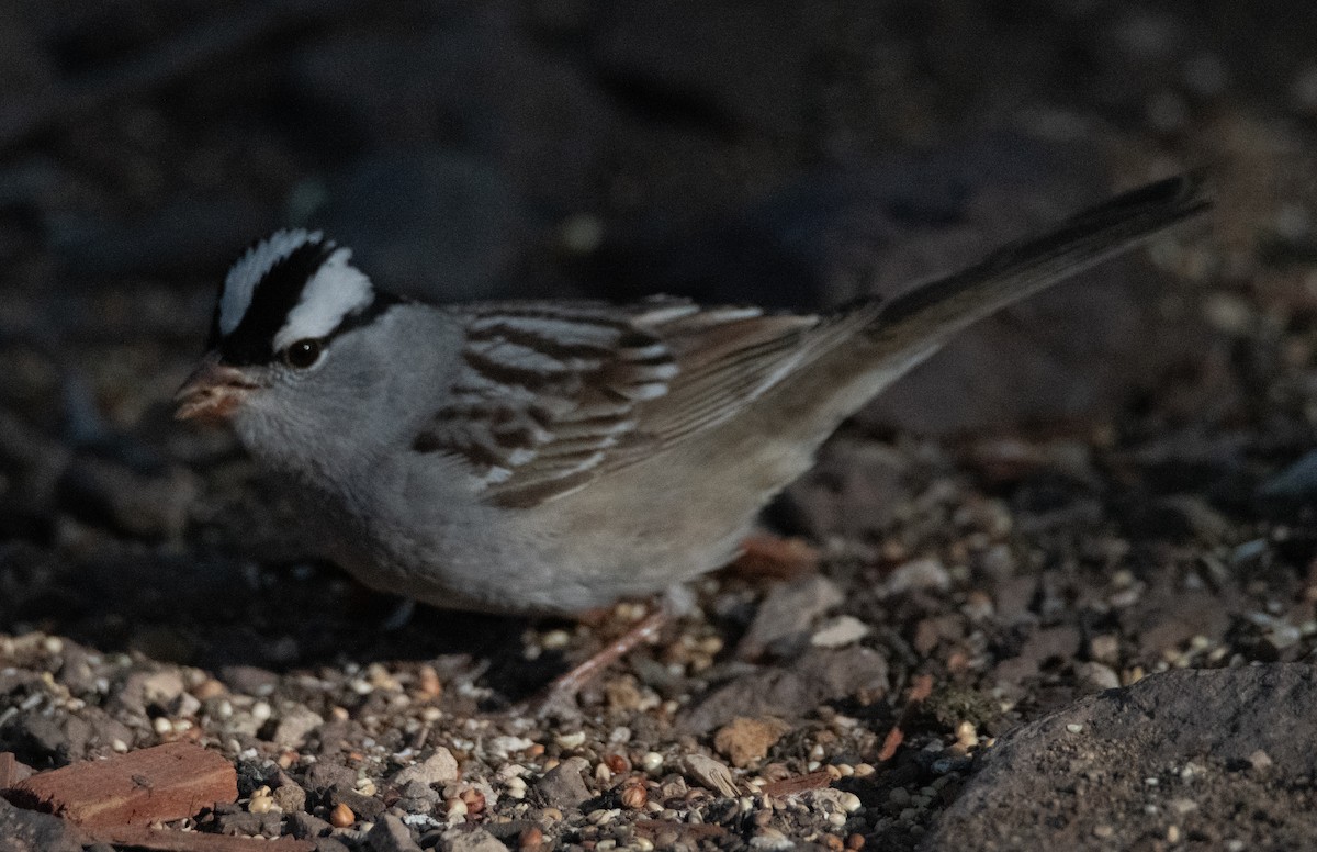 White-crowned Sparrow - ML618653850