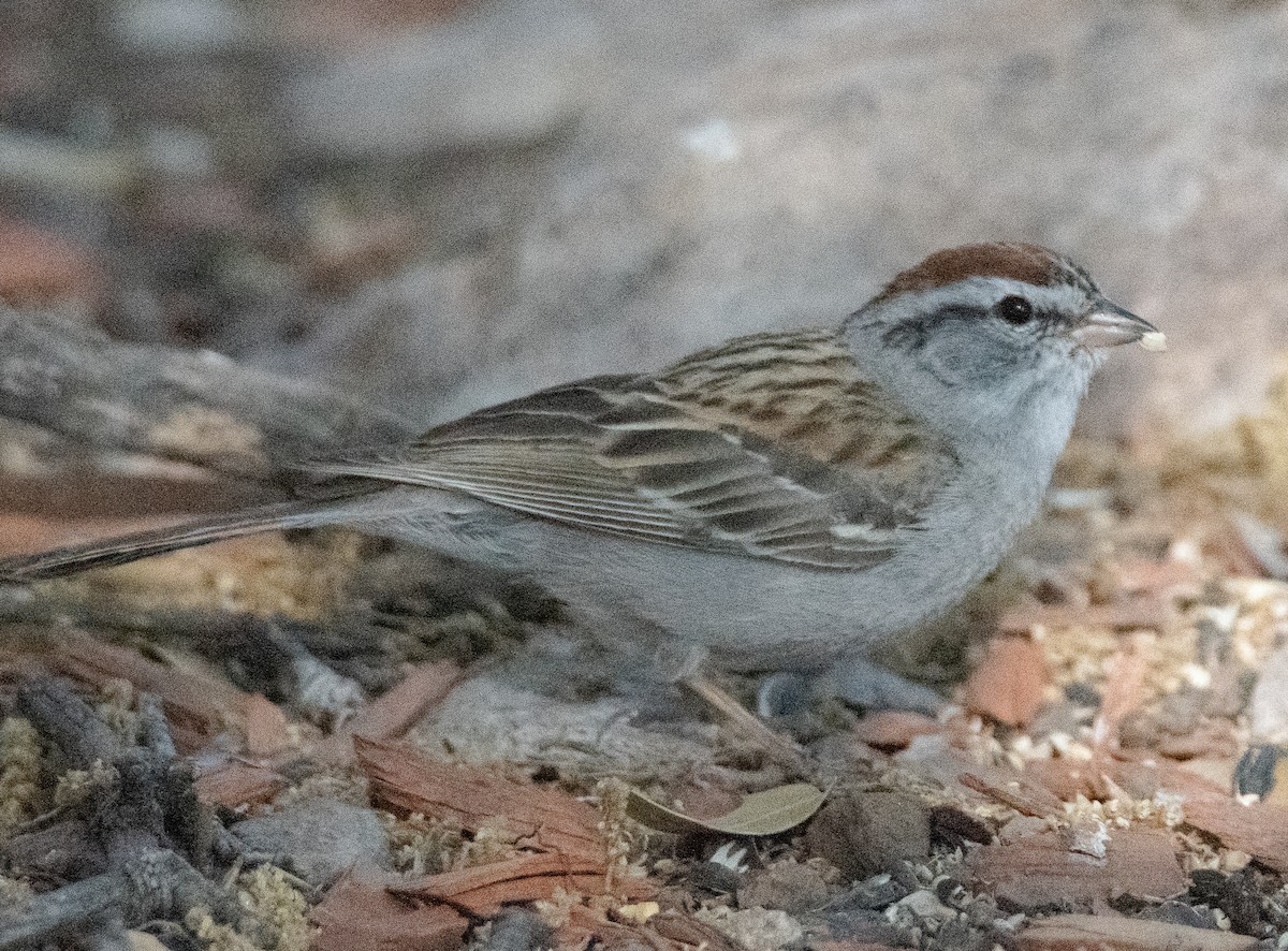 Chipping Sparrow - ML618653852