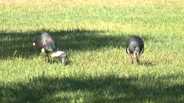 ibis slámokrký - ML618653859