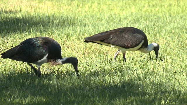 ibis slámokrký - ML618653864
