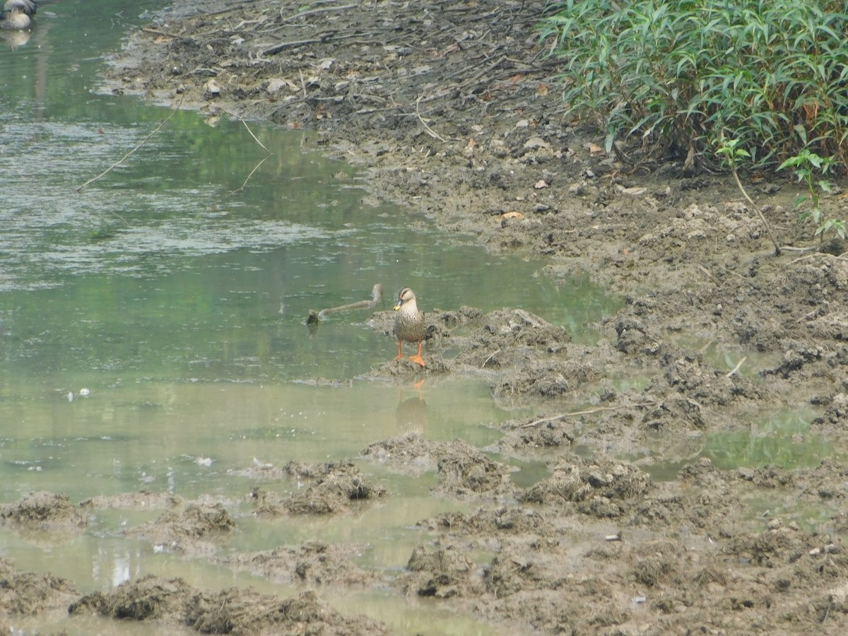 Indian Spot-billed Duck - ML618653870