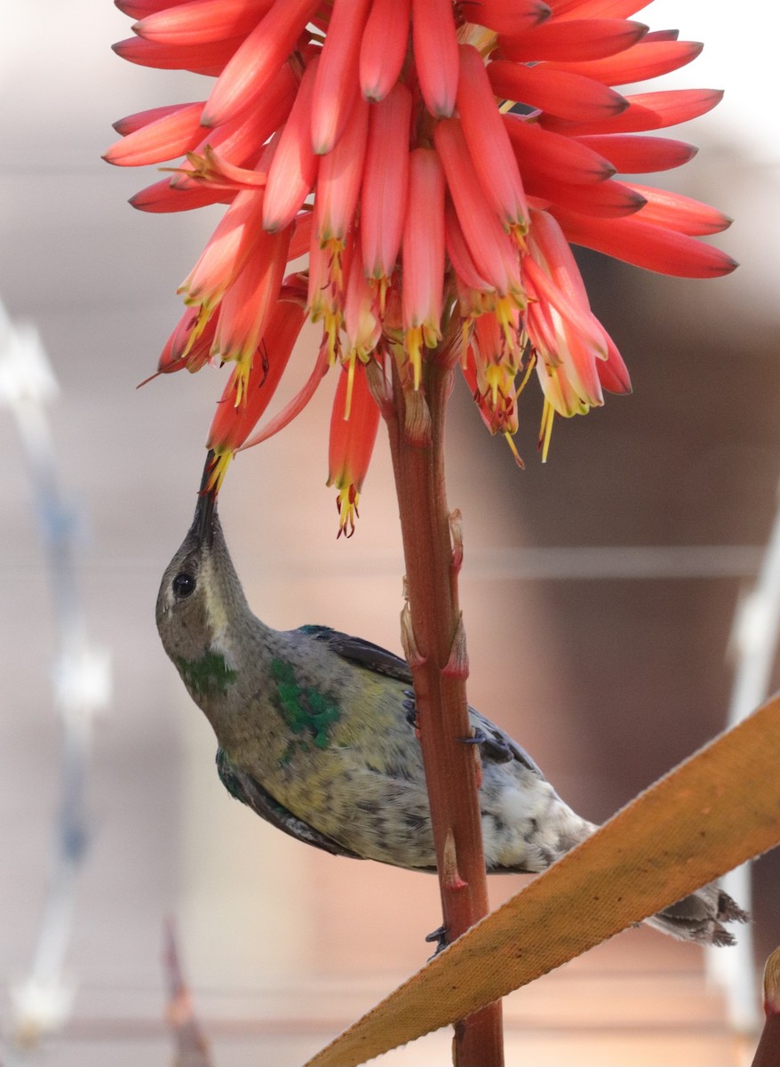 Malachite Sunbird - Dawie de Swardt