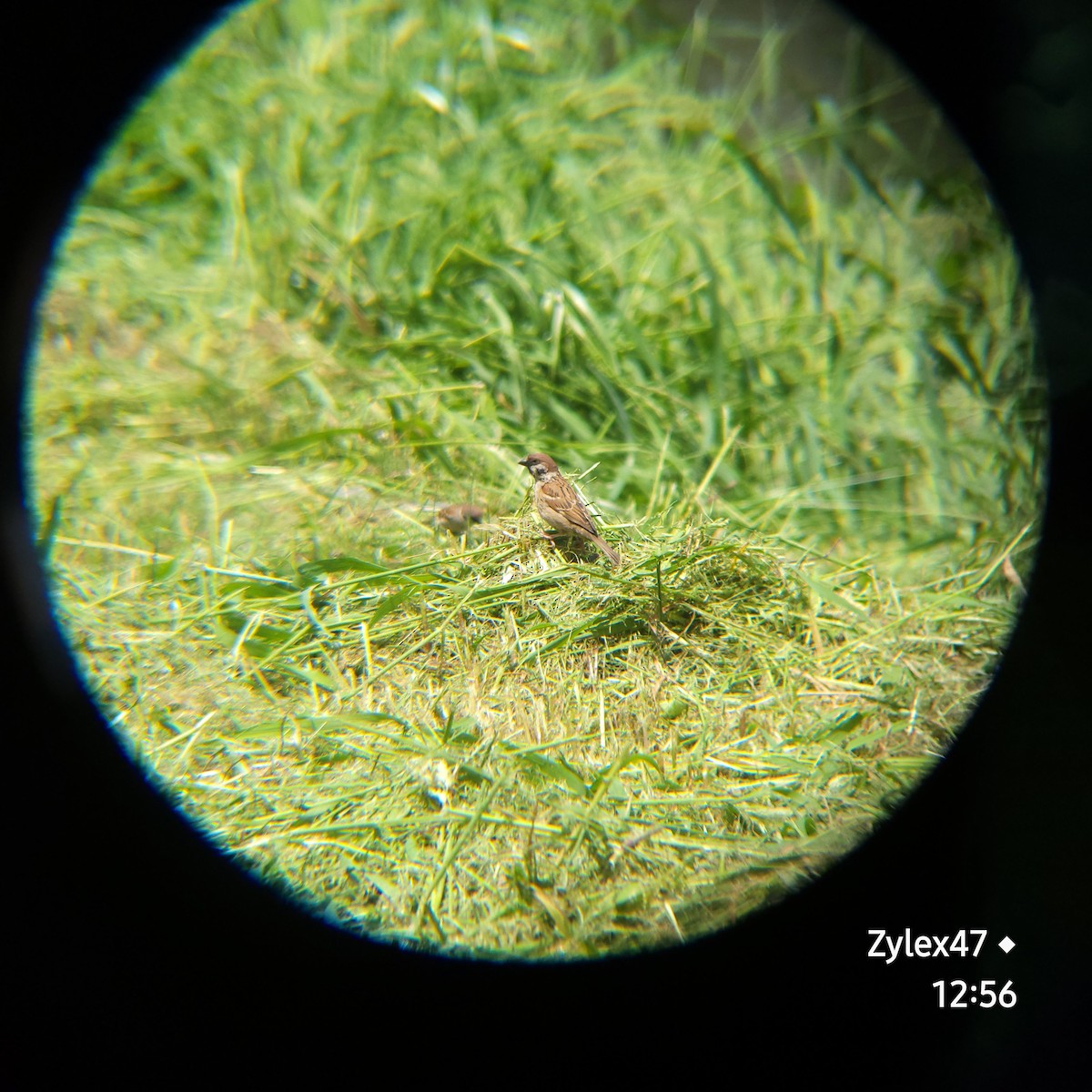 Eurasian Tree Sparrow - ML618653904