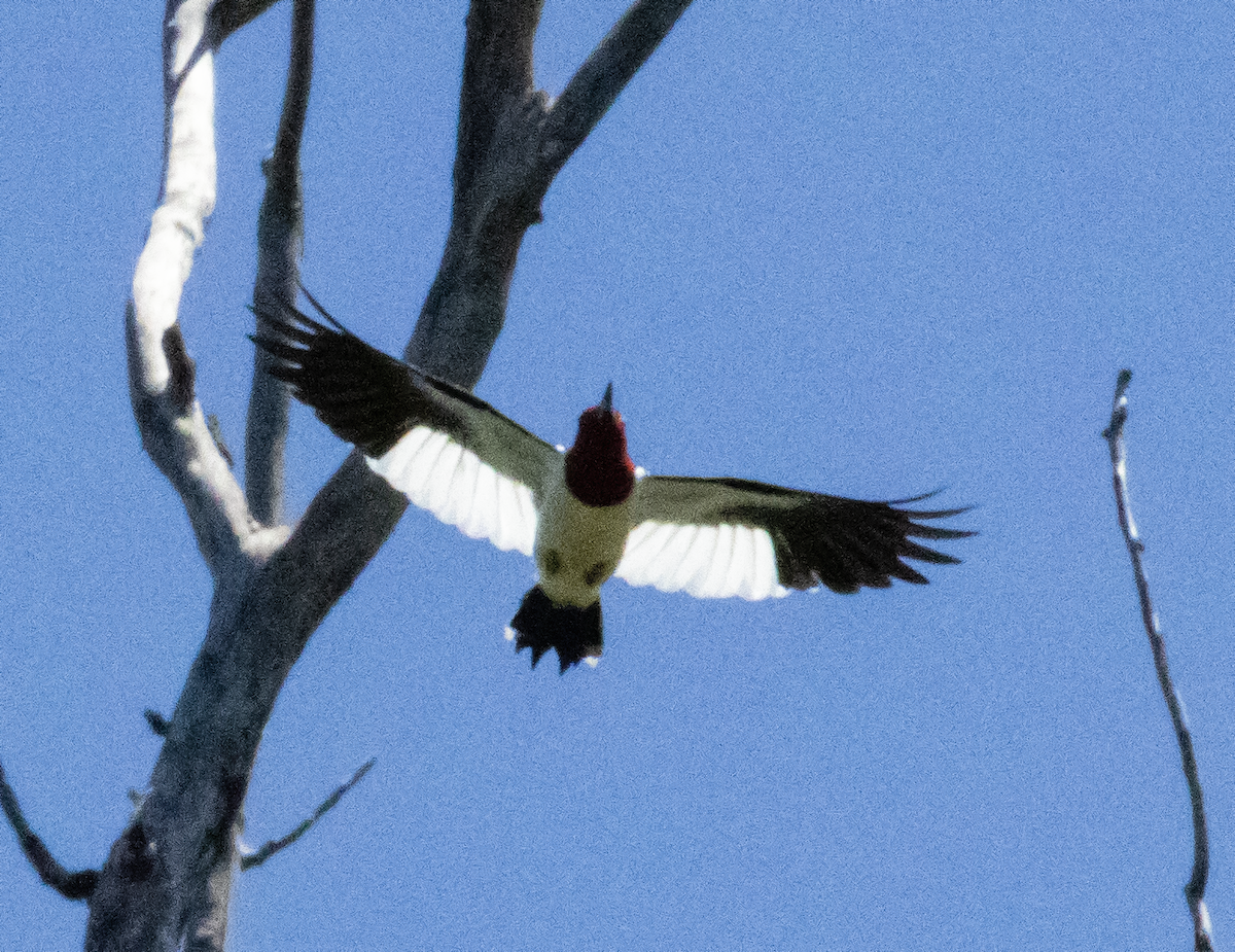 Red-headed Woodpecker - ML618653916