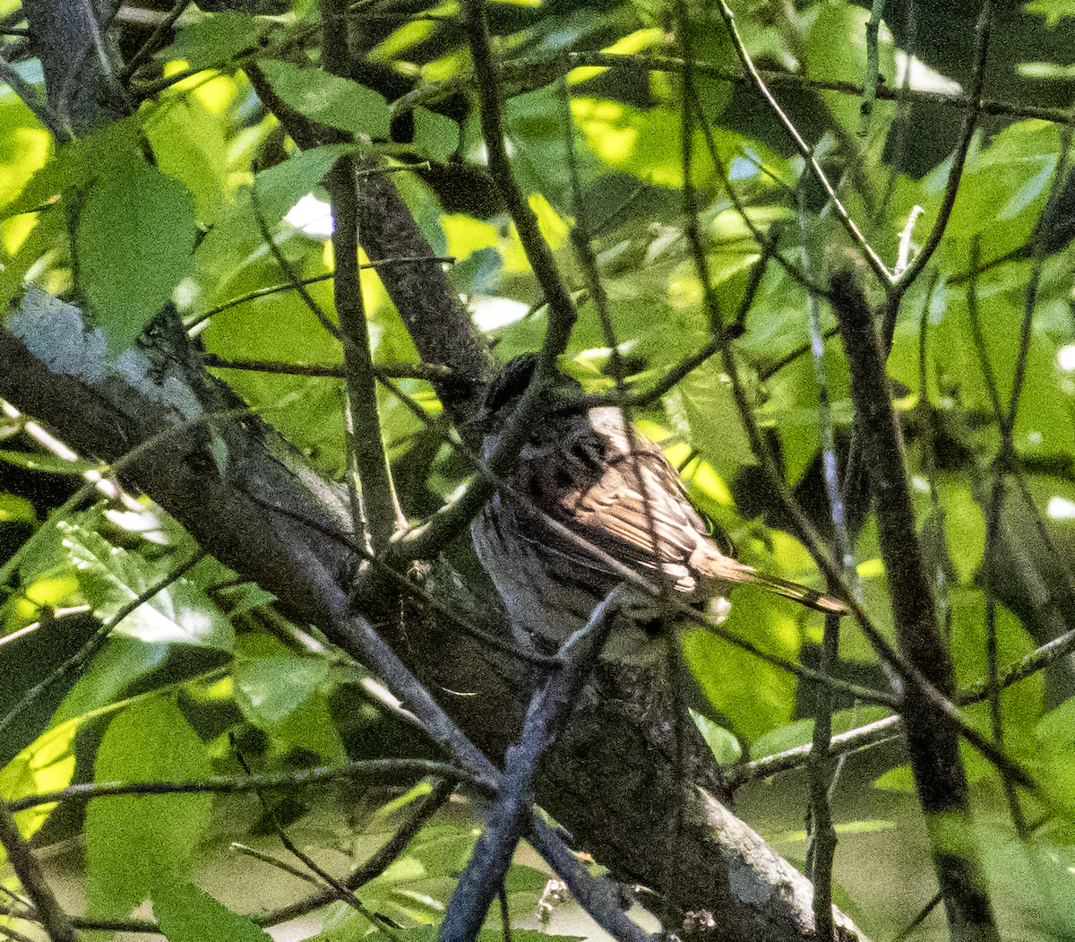 Swamp Sparrow - ML618653936