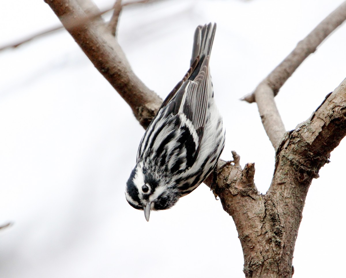 Black-and-white Warbler - ML618653946