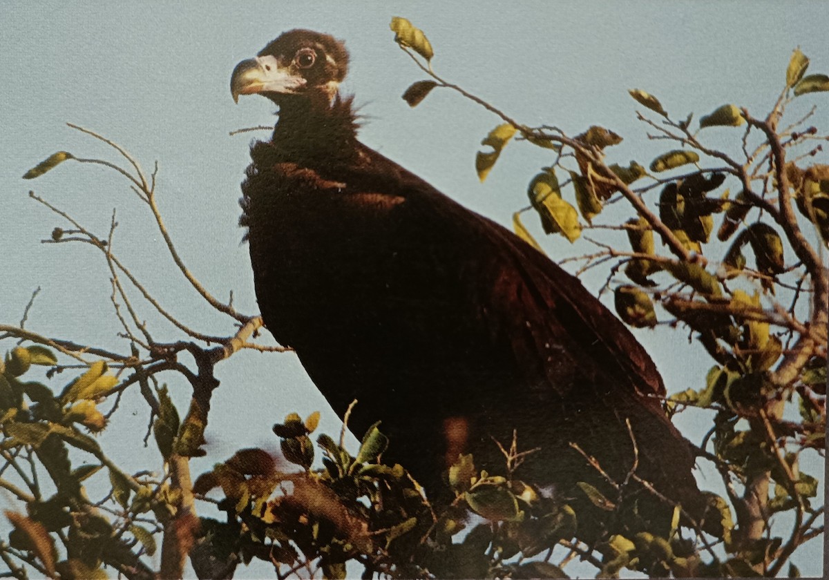 Cinereous Vulture - ML618653961
