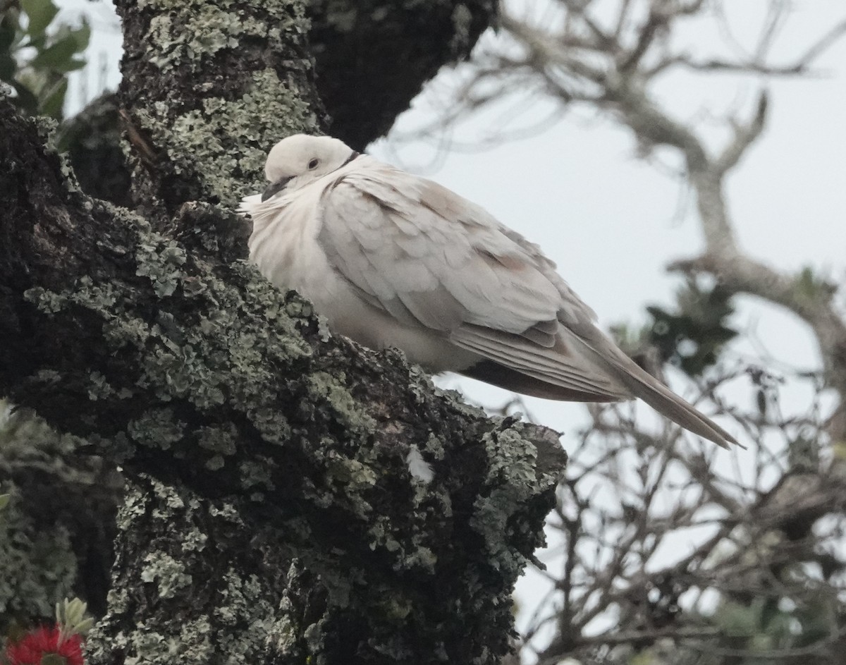African Collared-Dove - ML618653962