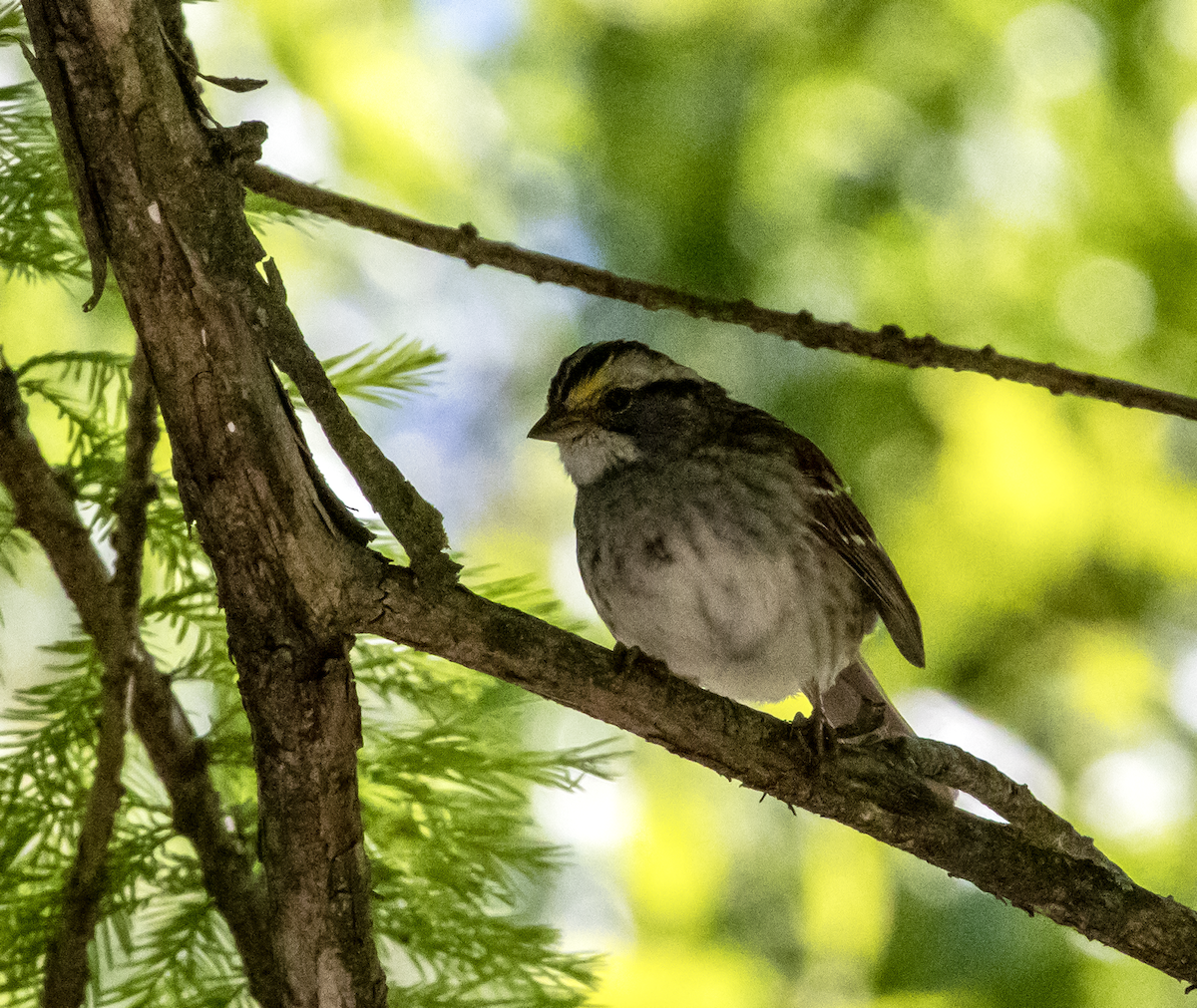 White-throated Sparrow - ML618653963