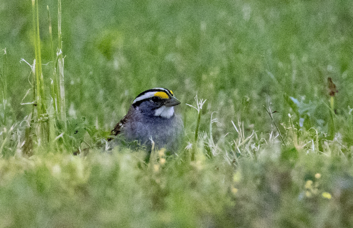 White-throated Sparrow - ML618653965