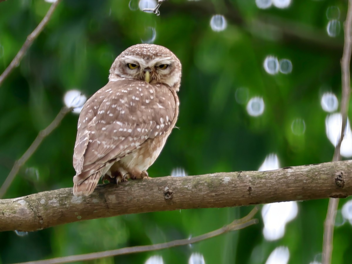 Spotted Owlet - ML618653971