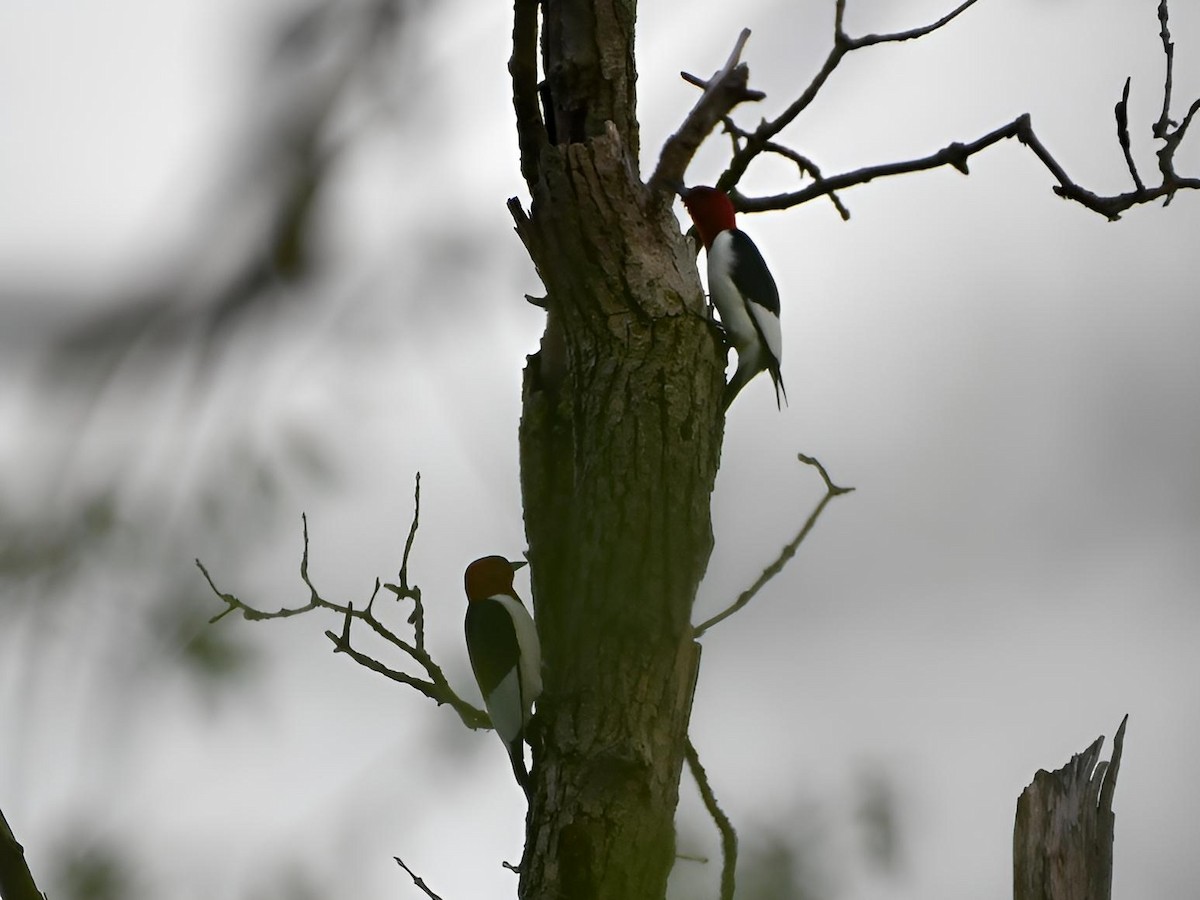 Red-headed Woodpecker - Russ Boushon  💙🐦🦉🦅