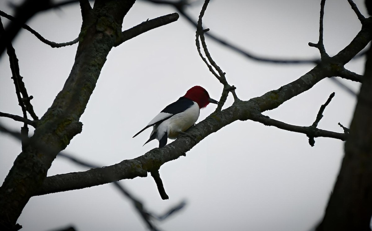 Red-headed Woodpecker - ML618653979