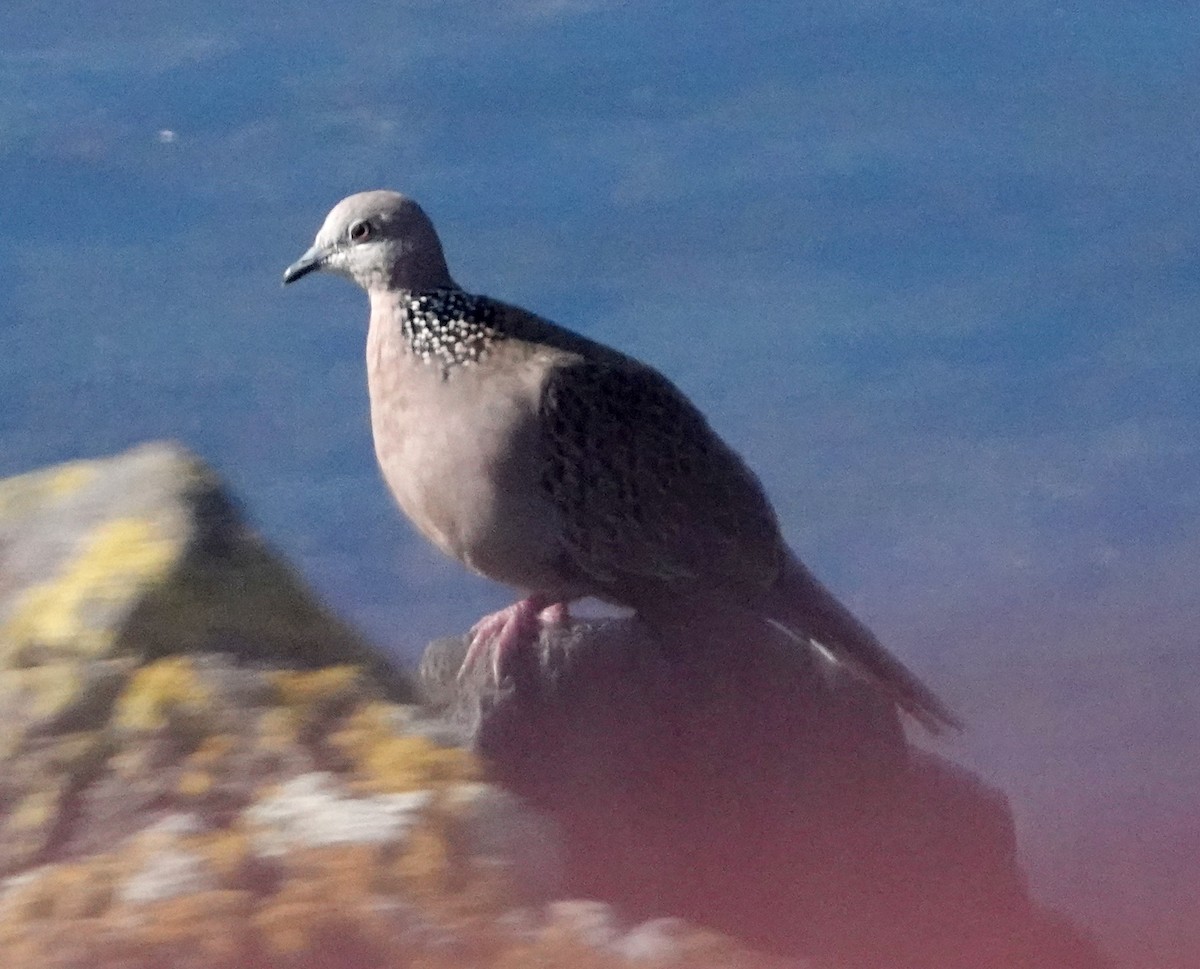 Spotted Dove - ML618653986